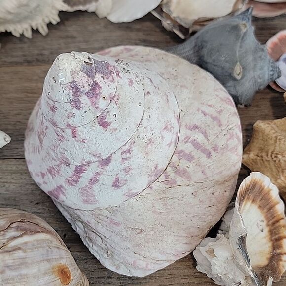 Natural Seashell and Coral Collection 10 shells & clam shells - Picture 2 of 13